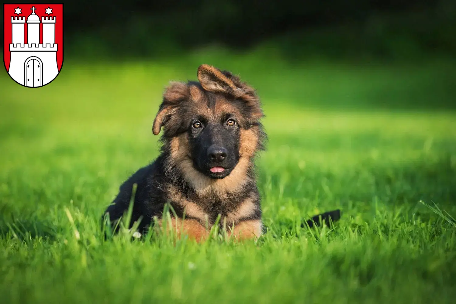 Deutscher Schäferhund Welpen und Züchter Eimsbüttel Hier findest Du Deutschen Schäferhunden Züchter in Eimsbüttel.