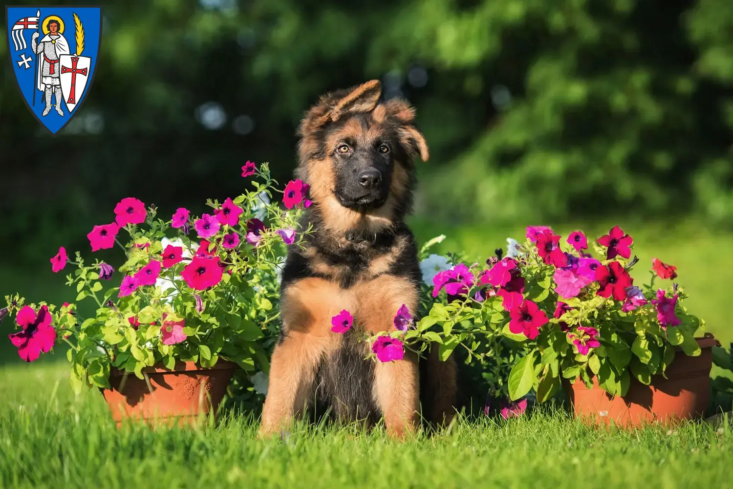Deutscher Schäferhund Welpen und Züchter Eisenach Hier findest Du Deutschen Schäferhunden Züchter in Eisenach.