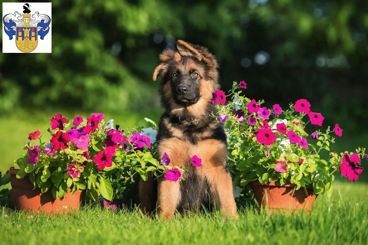 Deutscher Schäferhund Welpen und Züchter Eisenberg (Thüringen) Hier findest Du Deutschen Schäferhunden Züchter in Eisenberg (Thüringen).