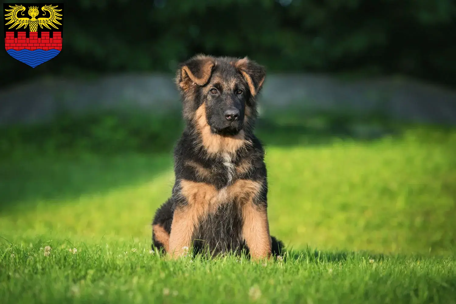 Deutscher Schäferhund Welpen und Züchter Emden Hier findest Du Deutschen Schäferhunden Züchter in Emden.