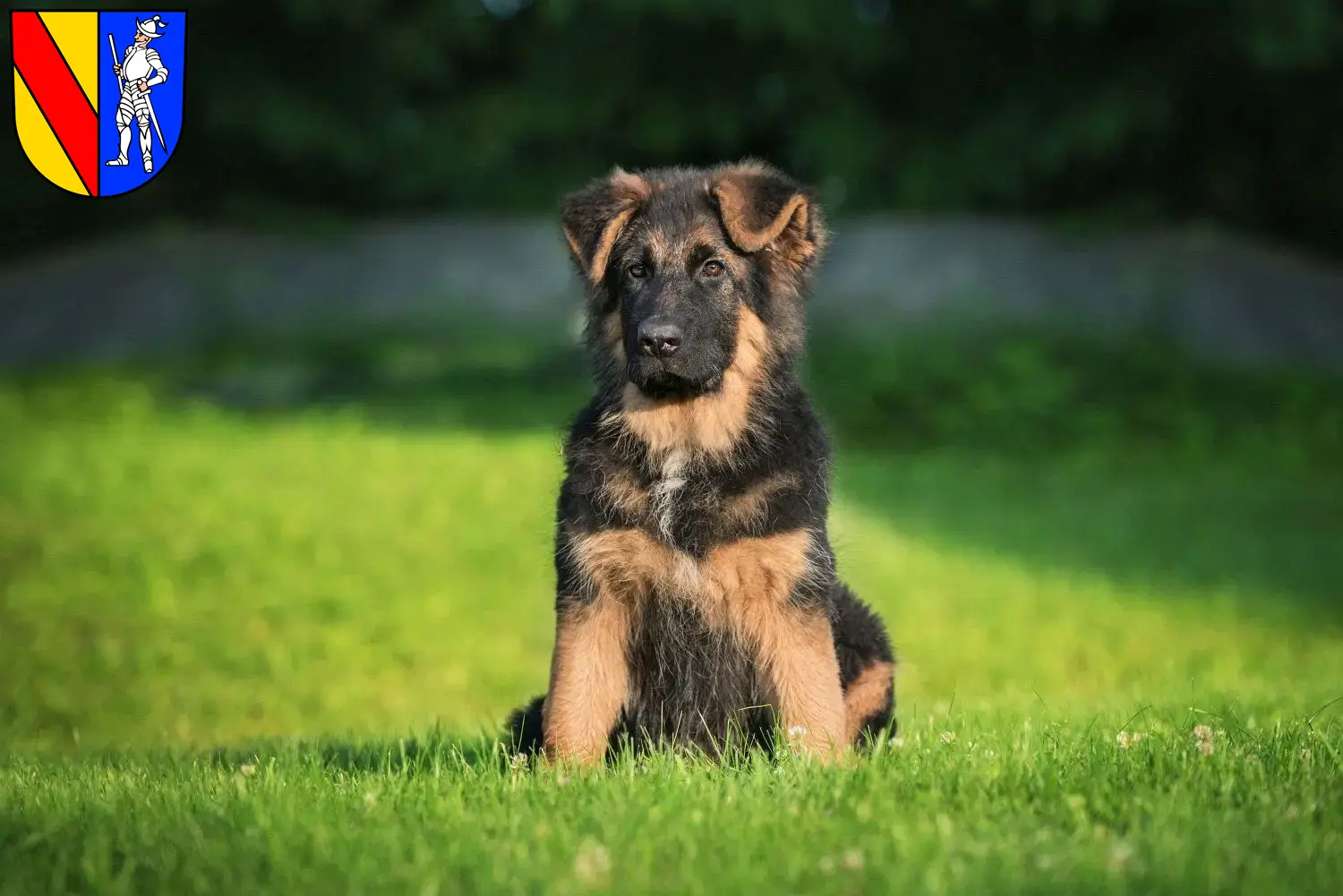 Deutscher Schäferhund Welpen und Züchter Emmendingen Hier findest Du Deutschen Schäferhunden Züchter in Emmendingen.