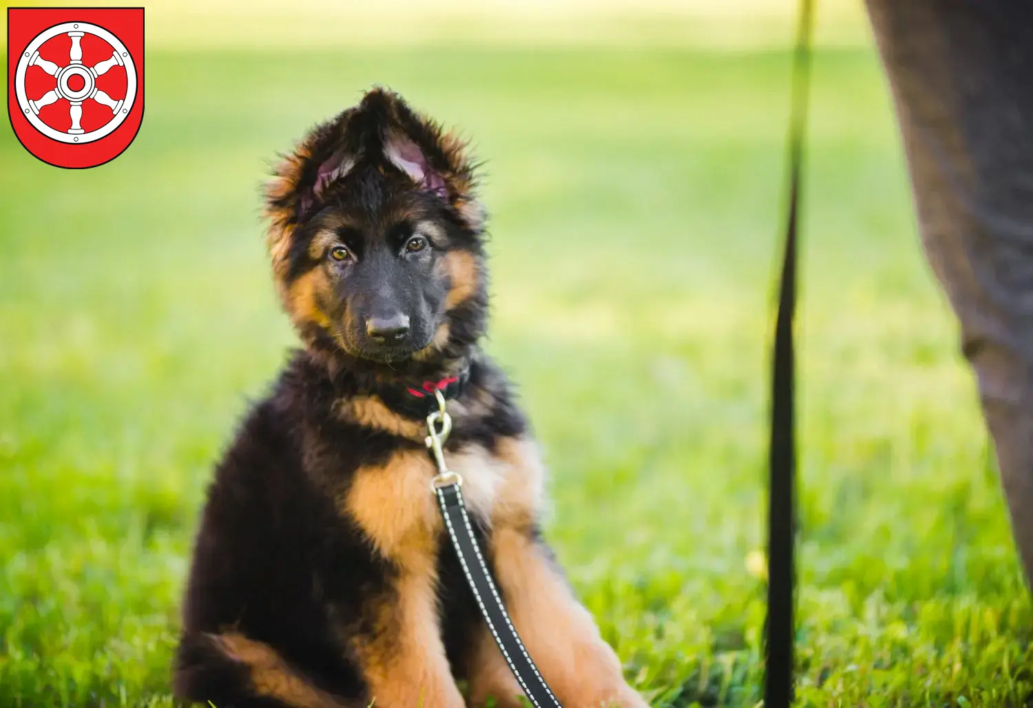 Deutscher Schäferhund Welpen und Züchter Erfurt Hier findest Du Deutschen Schäferhunden Züchter in Erfurt.