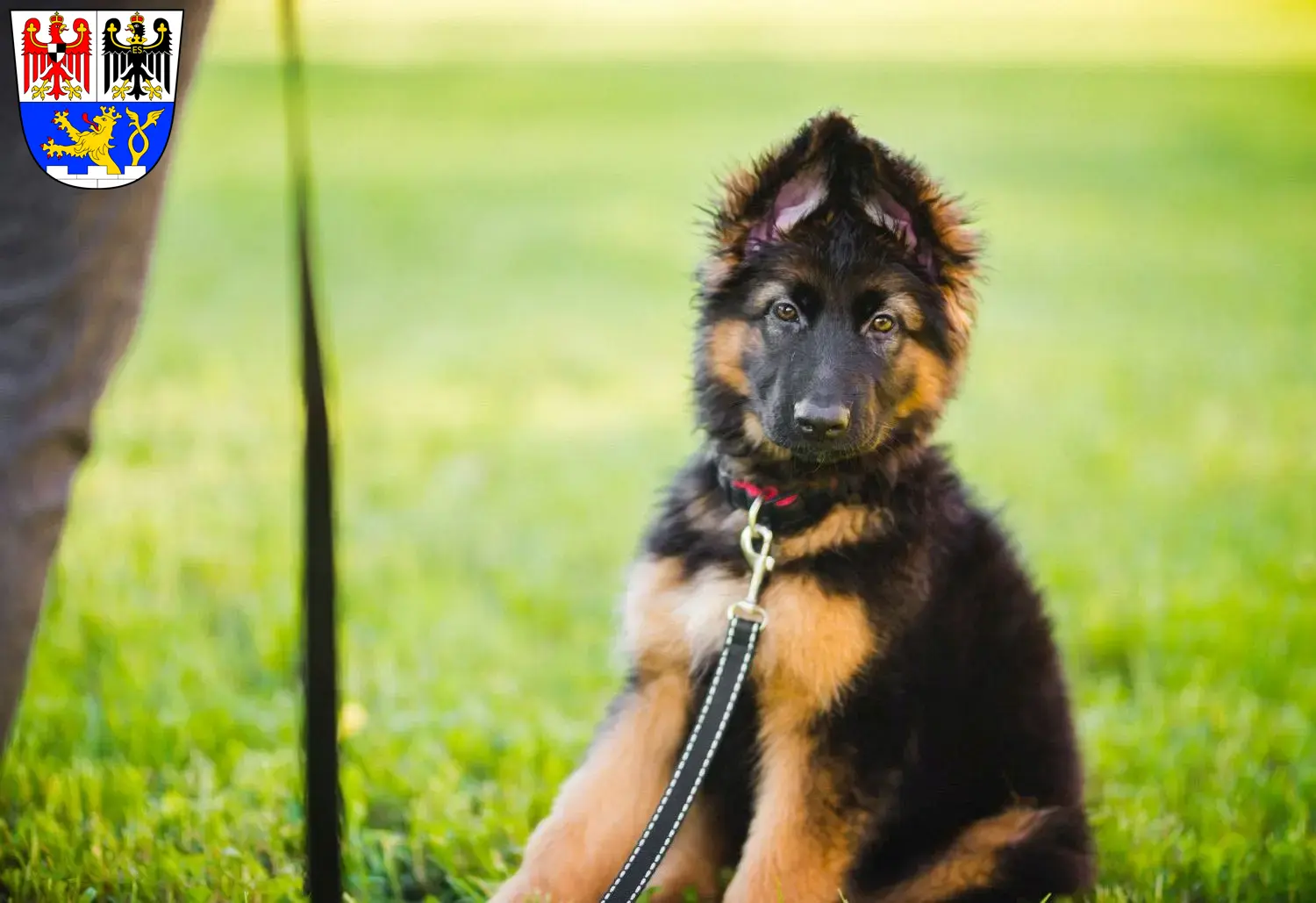Deutscher Schäferhund Welpen und Züchter Erlangen Hier findest Du Deutschen Schäferhunden Züchter in Erlangen.