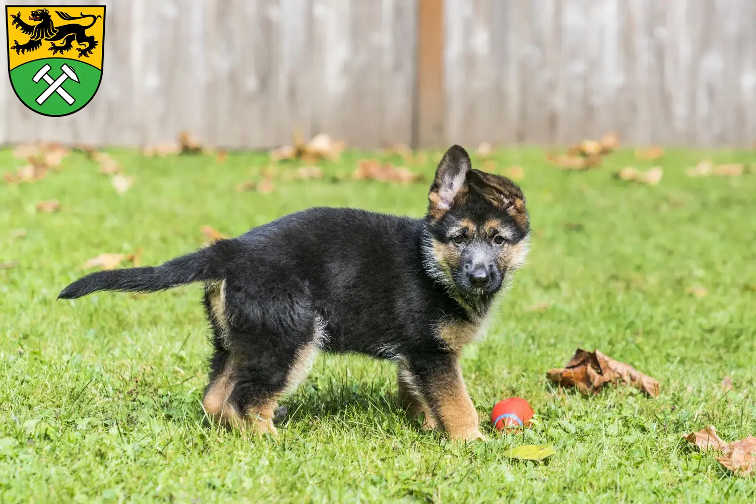 Deutscher Schäferhund Welpen und Züchter Erzgebirge Hier findest Du Deutschen Schäferhunden Züchter im Erzgebirge.