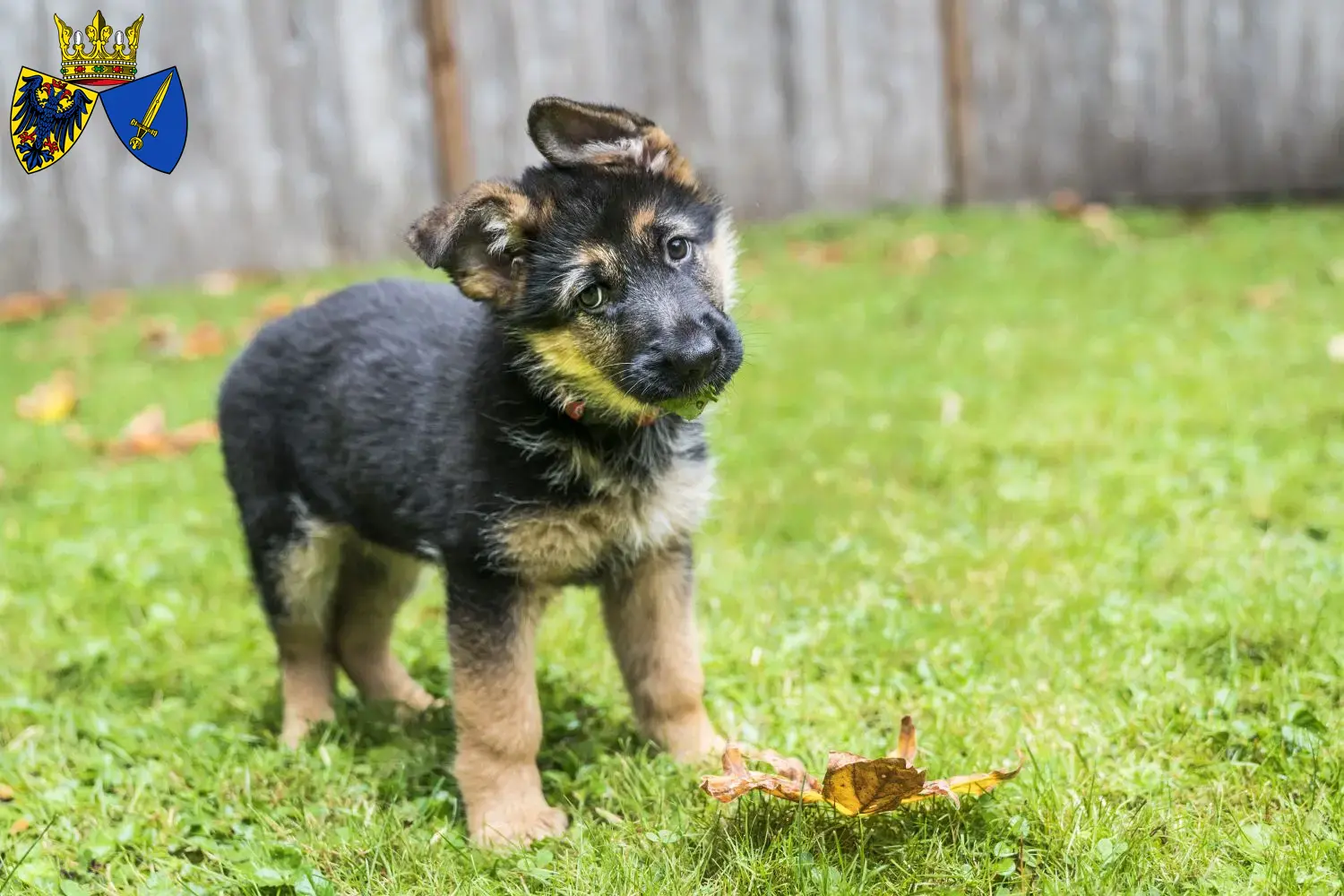 Deutscher Schäferhund Welpen und Züchter Essen Hier findest Du Deutschen Schäferhunden Züchter in Essen.