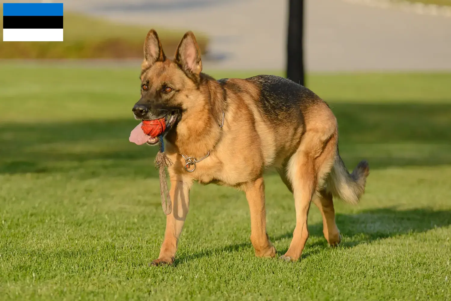 Deutscher Schäferhund Welpen und Züchter Estland Hier findest Du Deutschen Schäferhunden Züchter in Estland.