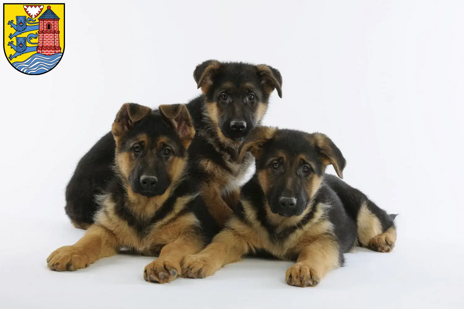 Deutscher Schäferhund Welpen und Züchter Flensburg Hier findest Du Deutschen Schäferhunden Züchter in Flensburg.