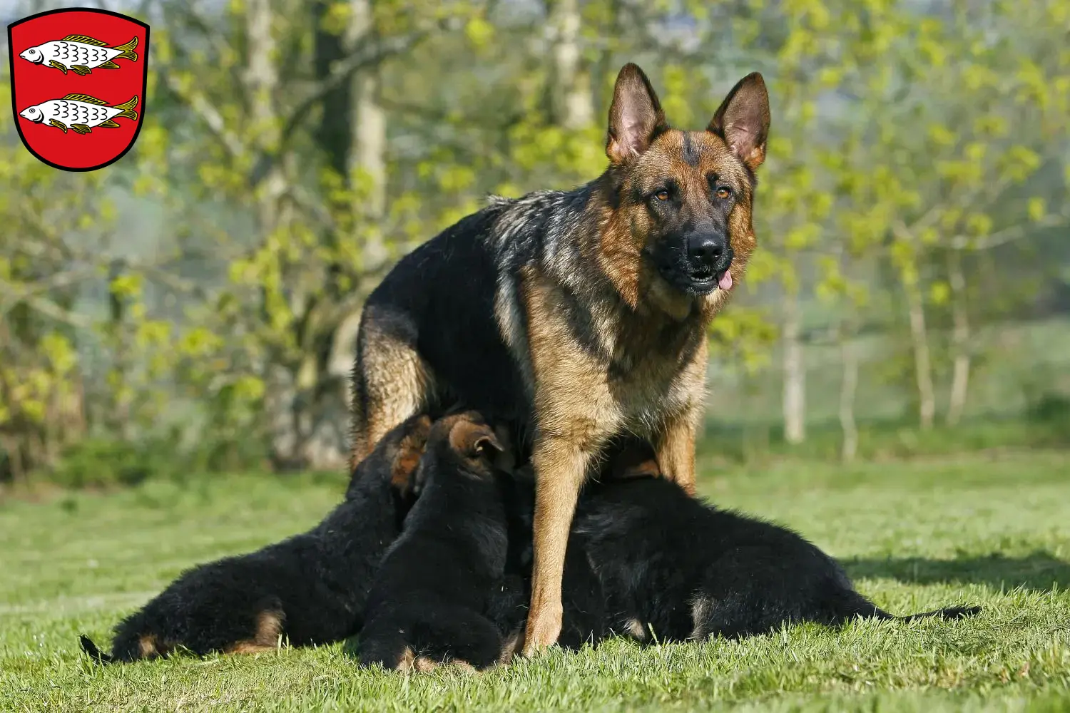 Deutscher Schäferhund Welpen und Züchter Forchheim Hier findest Du Deutschen Schäferhunden Züchter in Forchheim.