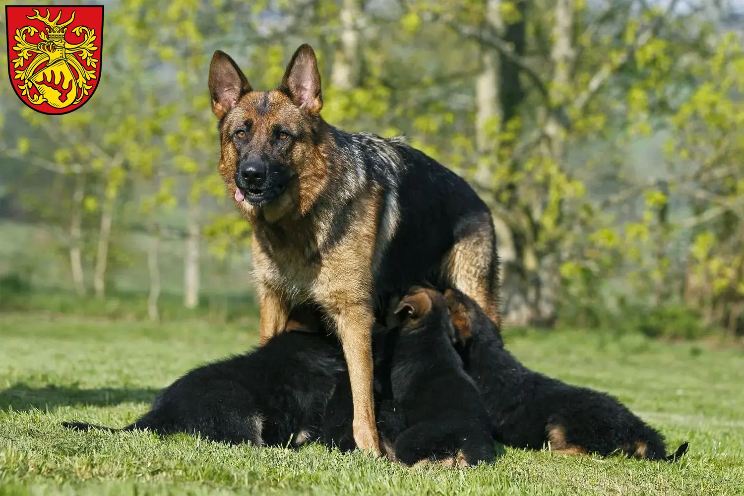 Deutscher Schäferhund Welpen und Züchter Forst (Lausitz) Hier findest Du Deutschen Schäferhunden Züchter in Forst (Lausitz).