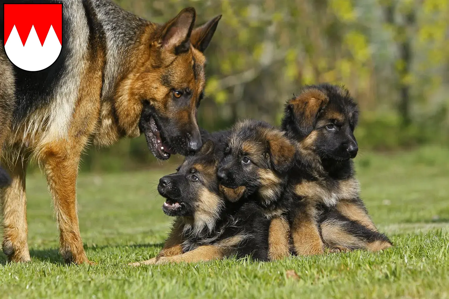 Deutscher Schäferhund Welpen und Züchter Franken Hier findest Du Deutschen Schäferhunden Züchter in Franken.