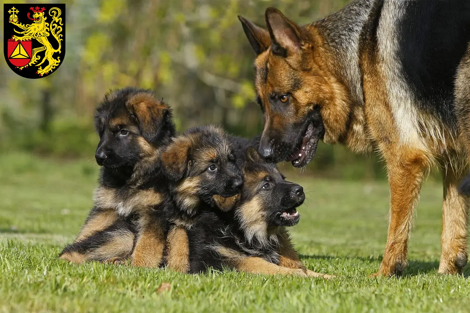 Deutscher Schäferhund Welpen und Züchter Frankenthal (Pfalz) Hier findest Du Deutschen Schäferhunden Züchter in Frankenthal (Pfalz).