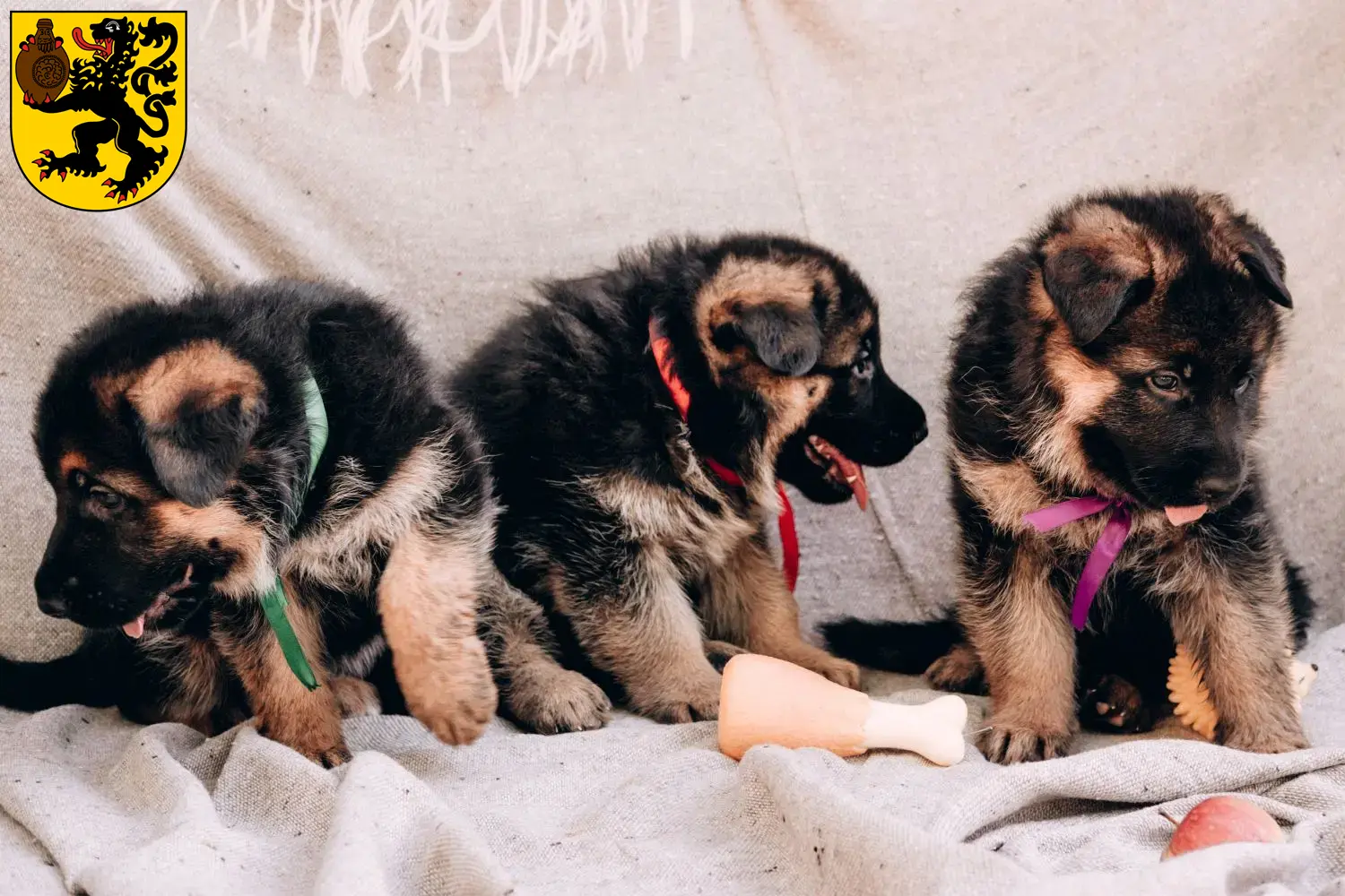 Deutscher Schäferhund Welpen und Züchter Frechen Hier findest Du Deutschen Schäferhunden Züchter in Frechen.