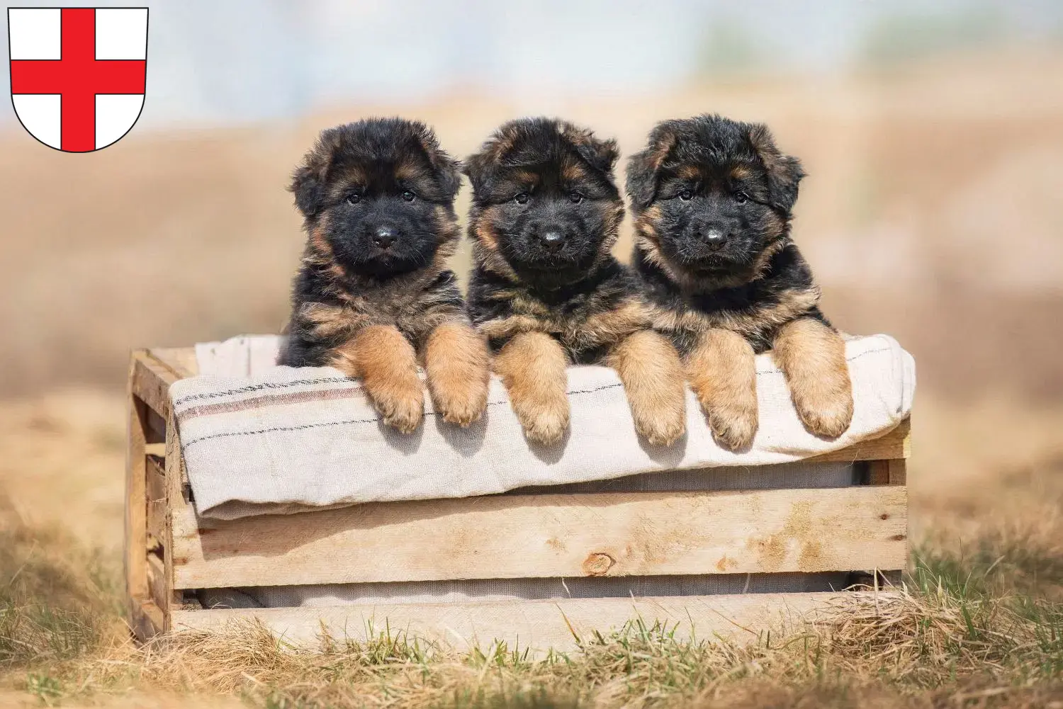 Deutscher Schäferhund Welpen und Züchter Freiburg im Breisgau Hier findest Du Deutschen Schäferhunden Züchter in Freiburg im Breisgau.