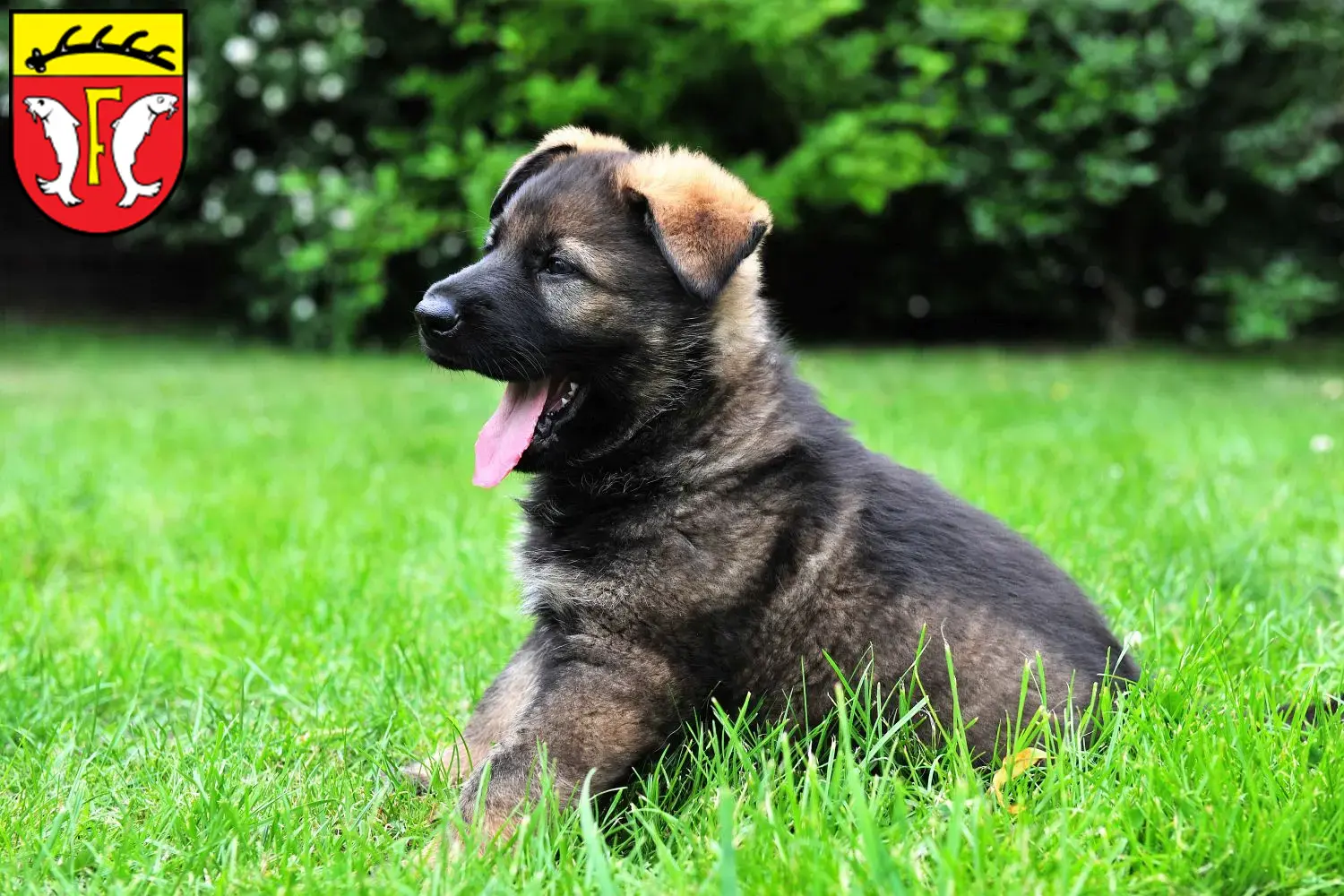 Deutscher Schäferhund Welpen und Züchter Freudenstadt Hier findest Du Deutschen Schäferhunden Züchter in Freudenstadt.