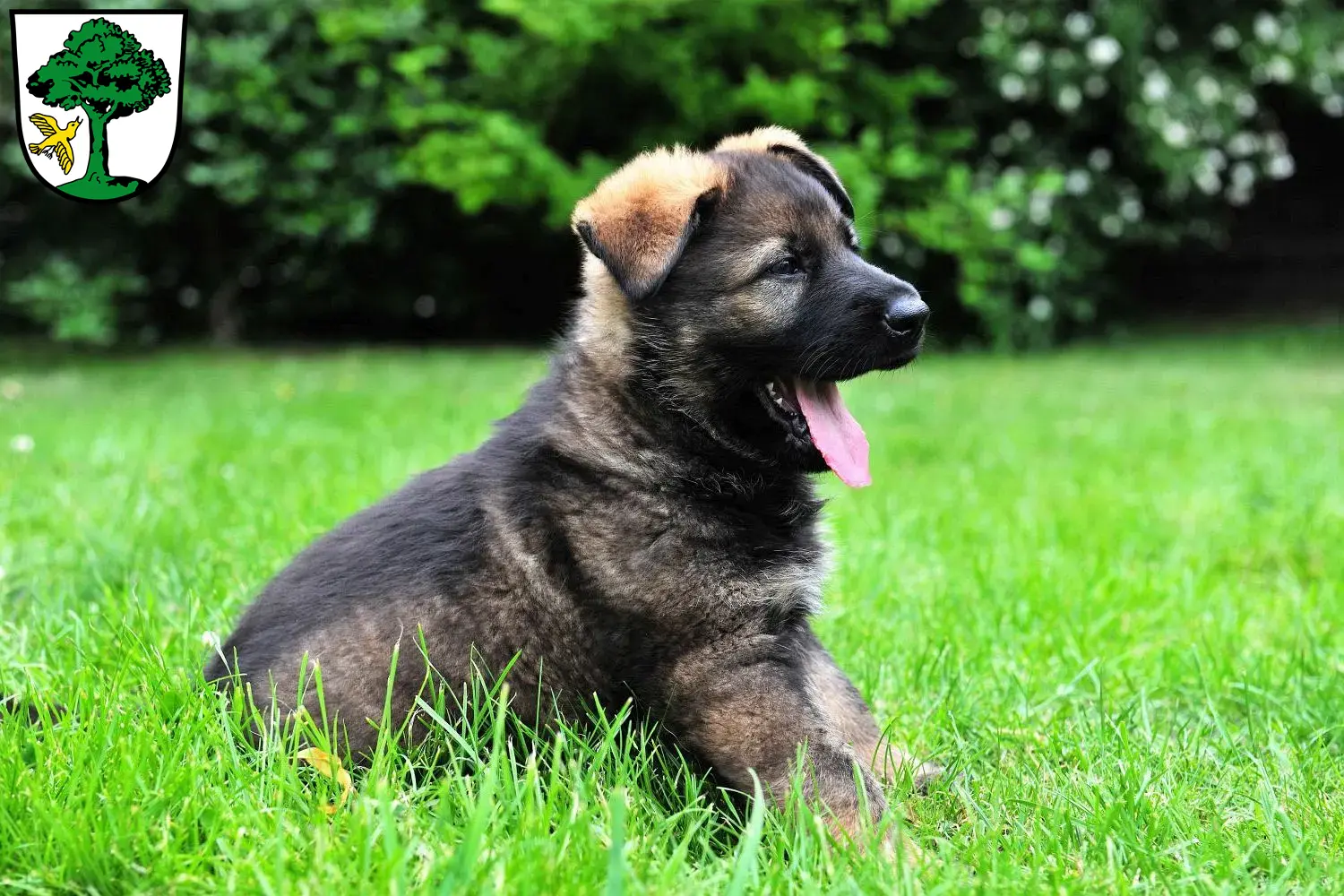Deutscher Schäferhund Welpen und Züchter Freyung Hier findest Du Deutschen Schäferhunden Züchter in Freyung.