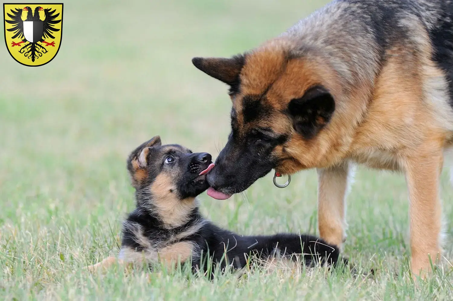 Deutscher Schäferhund Welpen und Züchter Friedberg (Hessen) Hier findest Du Deutschen Schäferhunden Züchter in Friedberg (Hessen).