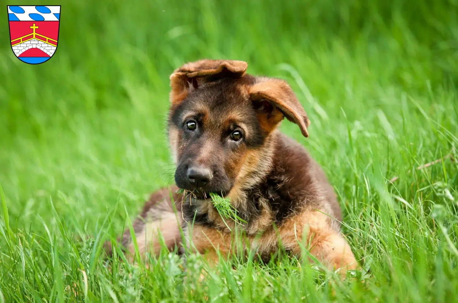 Deutscher Schäferhund Welpen und Züchter Fürstenfeldbruck Hier findest Du Deutschen Schäferhunden Züchter in Fürstenfeldbruck.