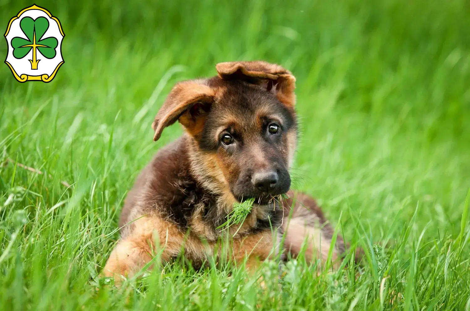 Deutscher Schäferhund Welpen und Züchter Fürth Hier findest Du Deutschen Schäferhunden Züchter in Fürth.