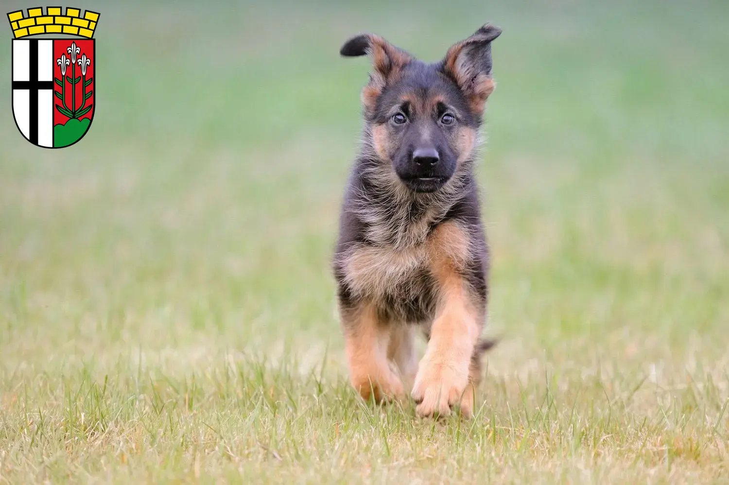 Deutscher Schäferhund Welpen und Züchter Fulda Hier findest Du Deutschen Schäferhunden Züchter in Fulda.