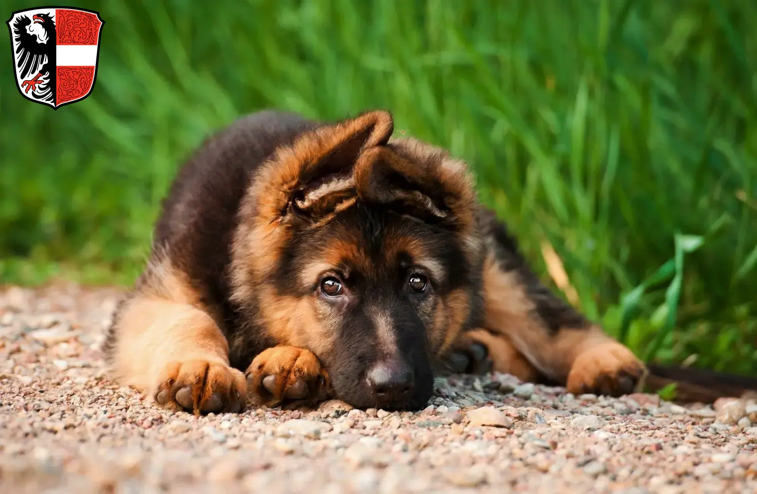 Deutscher Schäferhund Welpen und Züchter Garmisch-Partenkirchen Hier findest Du Deutschen Schäferhunden Züchter in Garmisch-Partenkirchen.