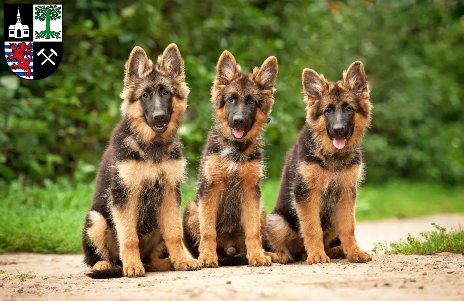 Deutscher Schäferhund Welpen und Züchter Gelsenkirchen Hier findest Du Deutschen Schäferhunden Züchter in Gelsenkirchen.