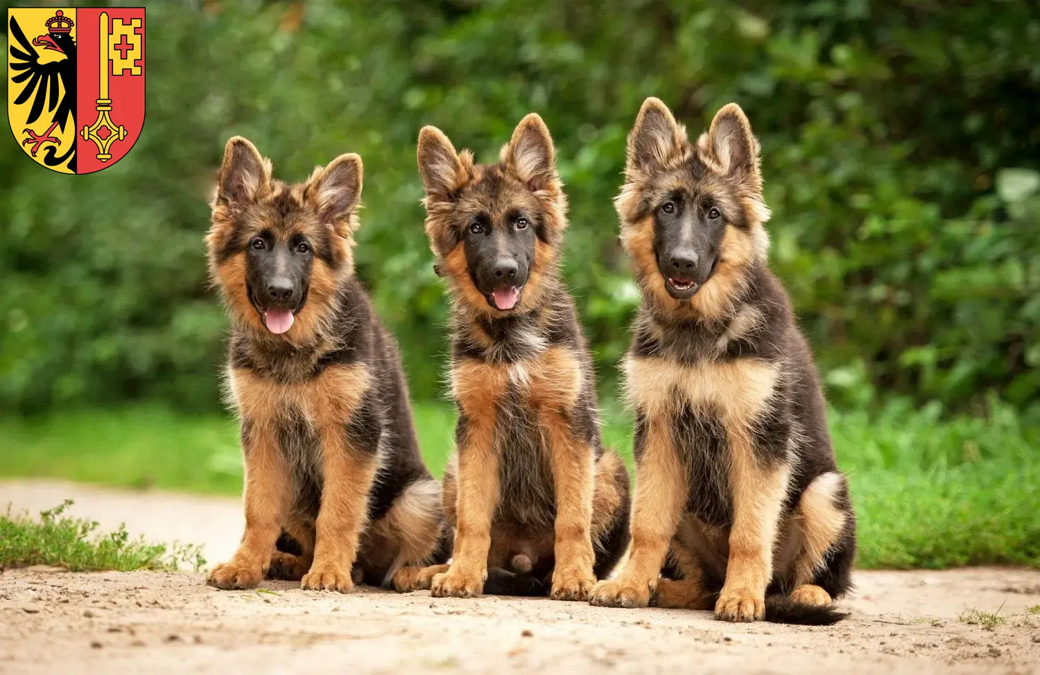 Deutscher Schäferhund Welpen und Züchter Genf Hier findest Du Deutschen Schäferhunden Züchter in Genf.