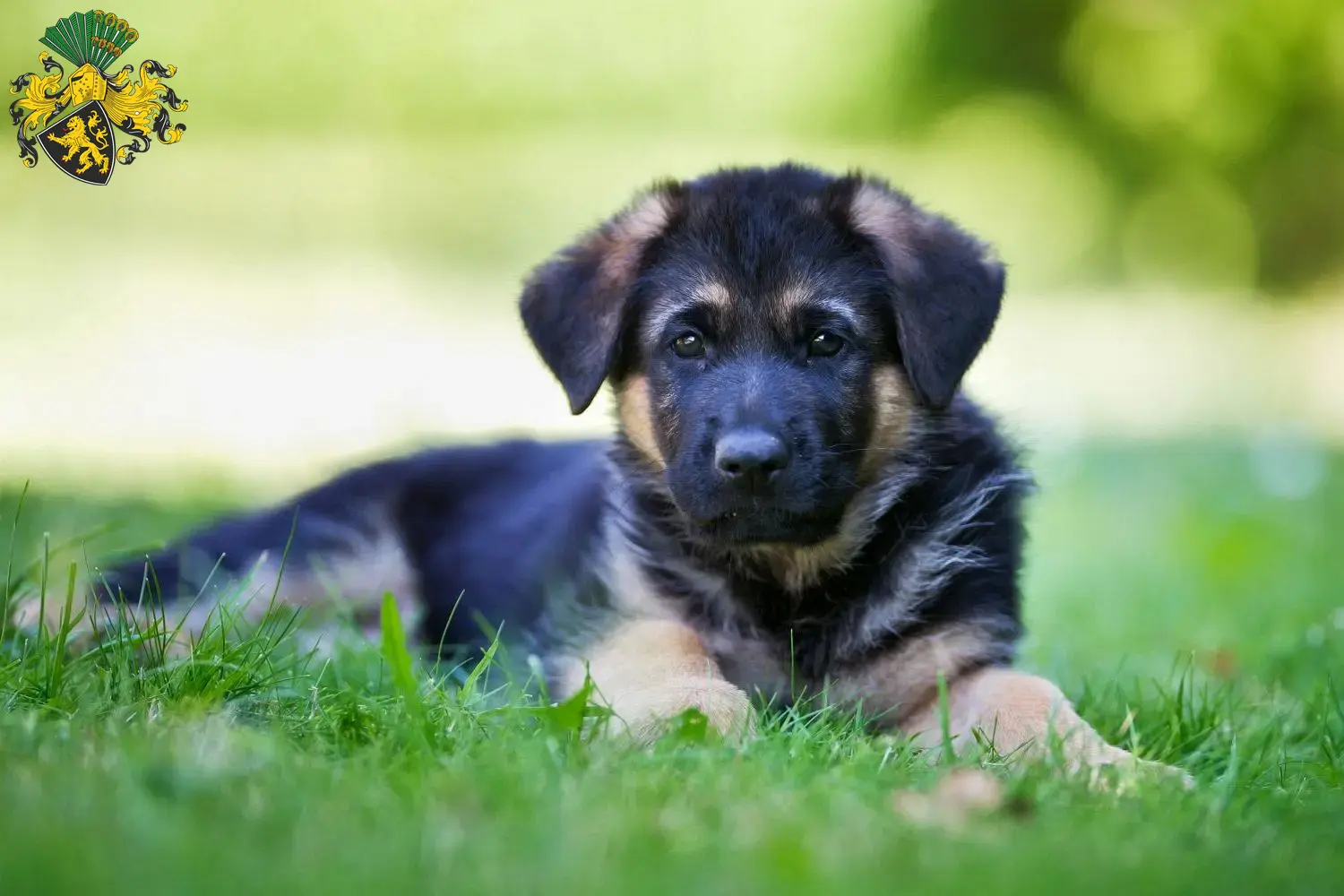 Deutscher Schäferhund Welpen und Züchter Gera Hier findest Du Deutschen Schäferhunden Züchter in Gera.