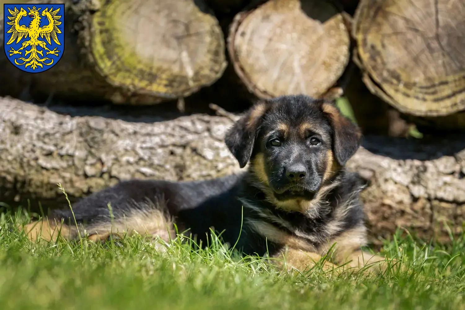 Deutscher Schäferhund Welpen und Züchter Germersheim Hier findest Du Deutschen Schäferhunden Züchter in Germersheim.