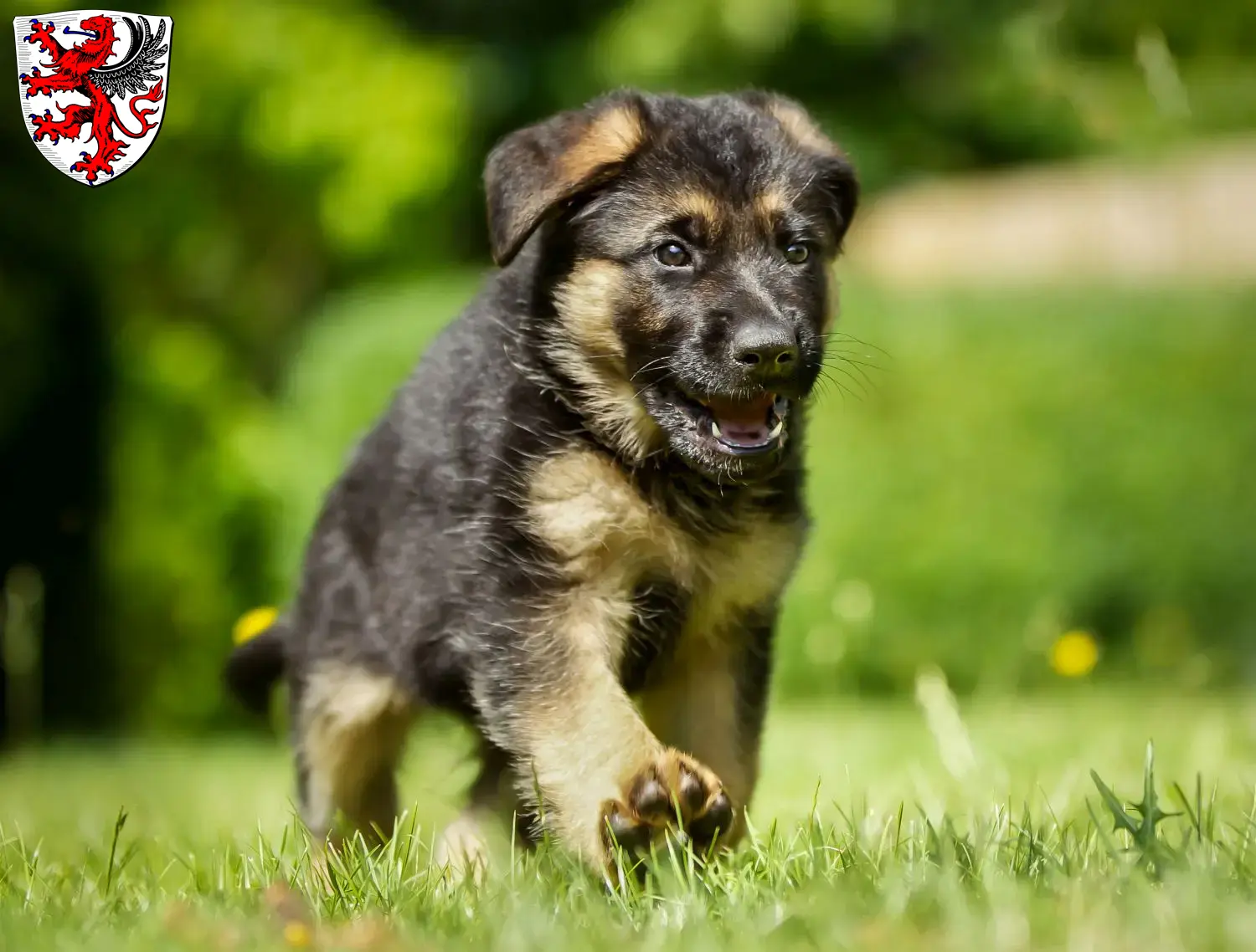 Deutscher Schäferhund Welpen und Züchter Gießen Hier findest Du Deutschen Schäferhunden Züchter in Gießen.
