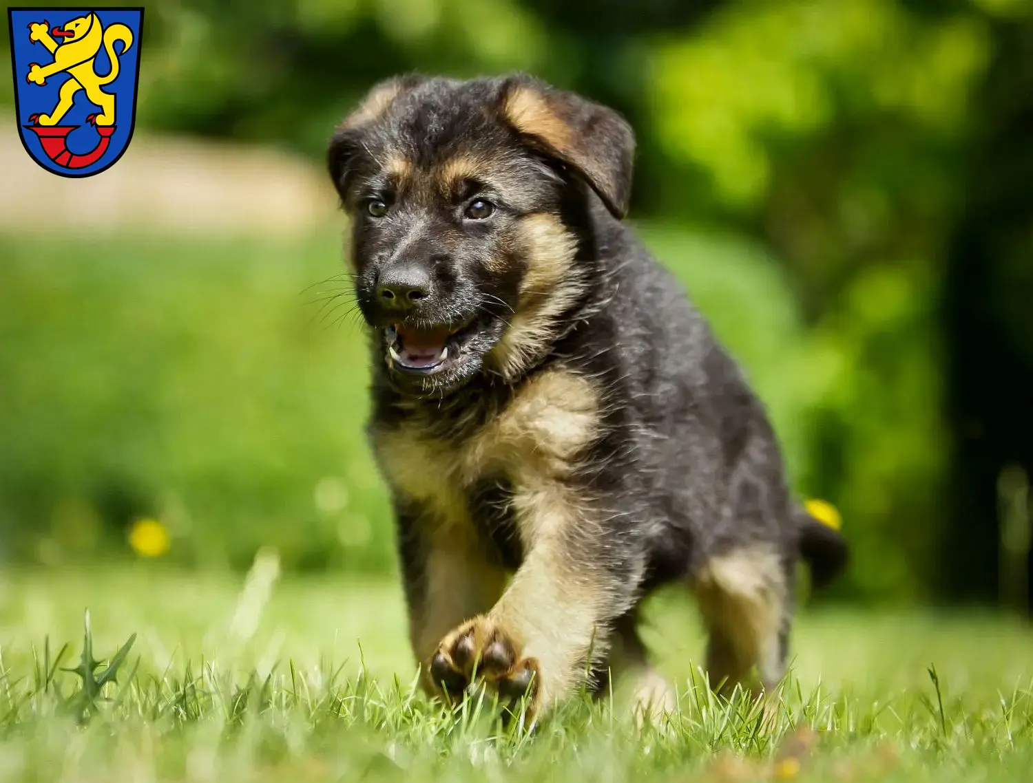 Deutscher Schäferhund Welpen und Züchter Gifhorn Hier findest Du Deutschen Schäferhunden Züchter in Gifhorn.