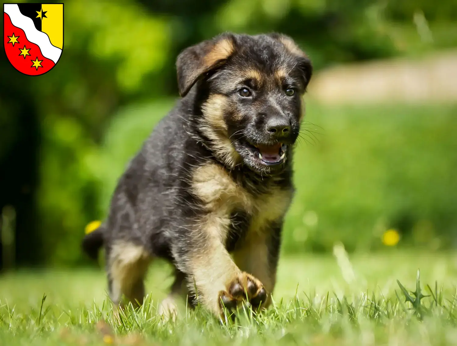 Deutscher Schäferhund Welpen und Züchter Glarus Hier findest Du Deutschen Schäferhunden Züchter in Glarus.