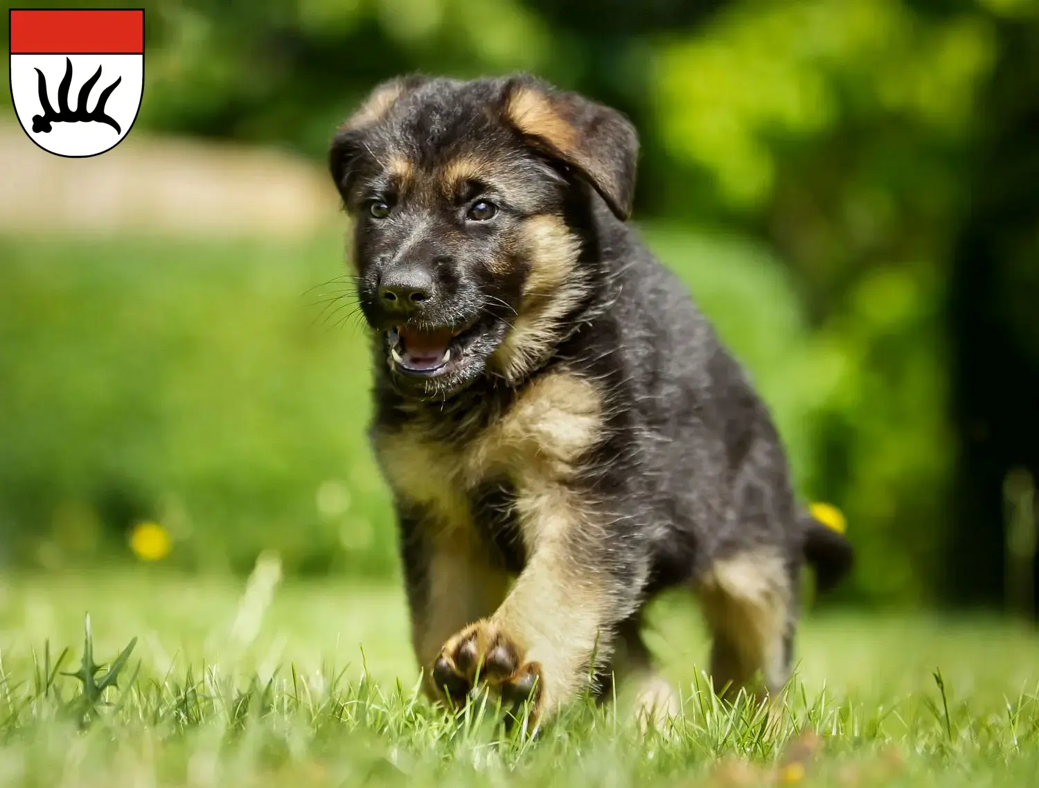 Deutscher Schäferhund Welpen und Züchter Göppingen Hier findest Du Deutschen Schäferhunden Züchter in Göppingen.