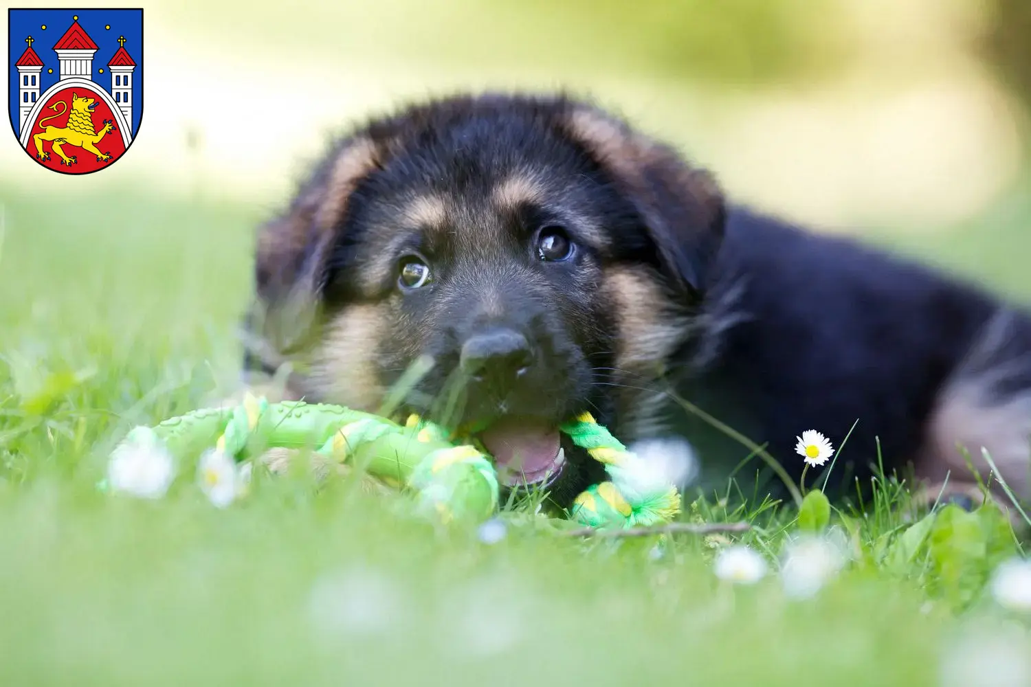 Deutscher Schäferhund Welpen und Züchter Göttingen Hier findest Du Deutschen Schäferhunden Züchter in Göttingen.