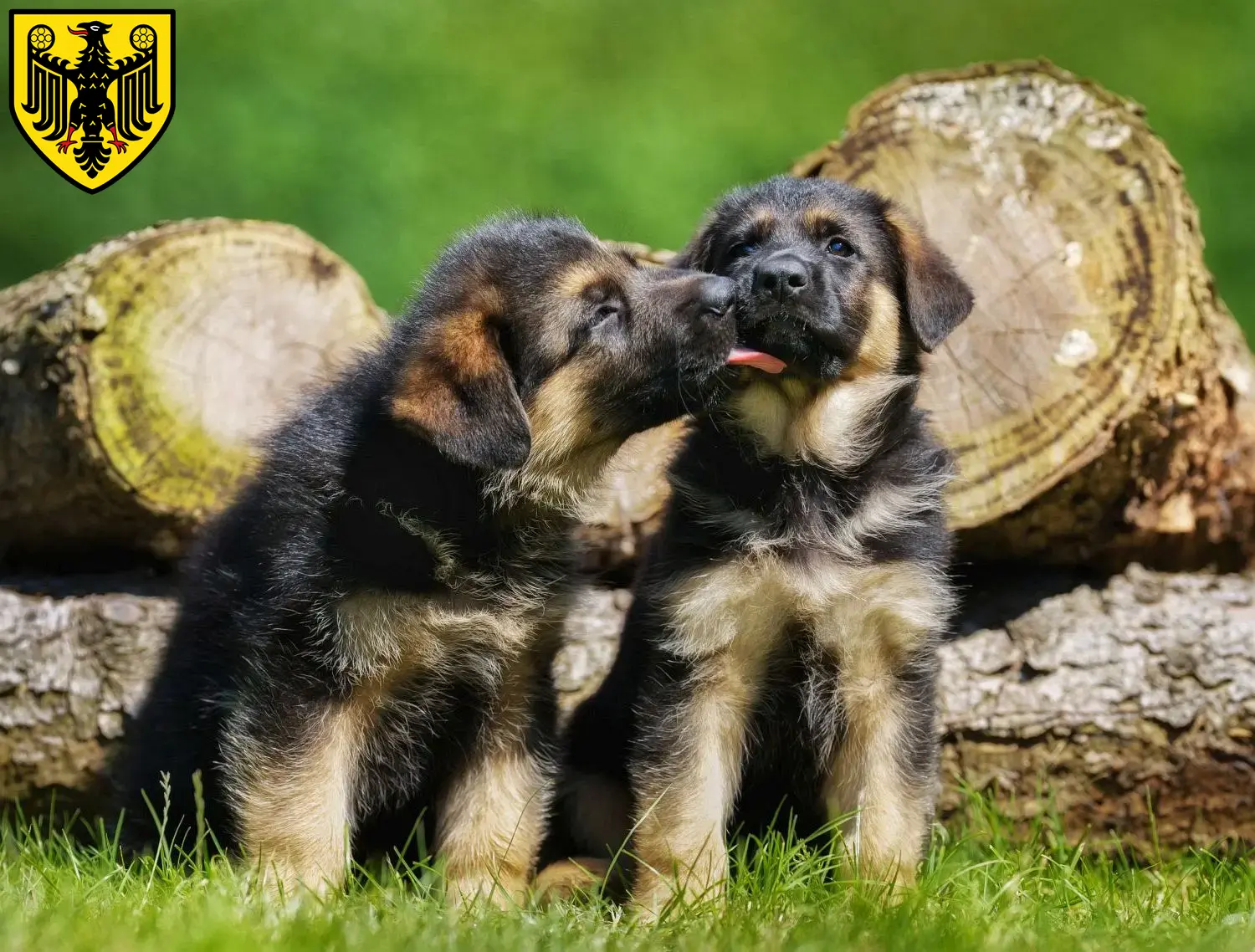 Deutscher Schäferhund Welpen und Züchter Goslar Hier findest Du Deutschen Schäferhunden Züchter in Goslar.