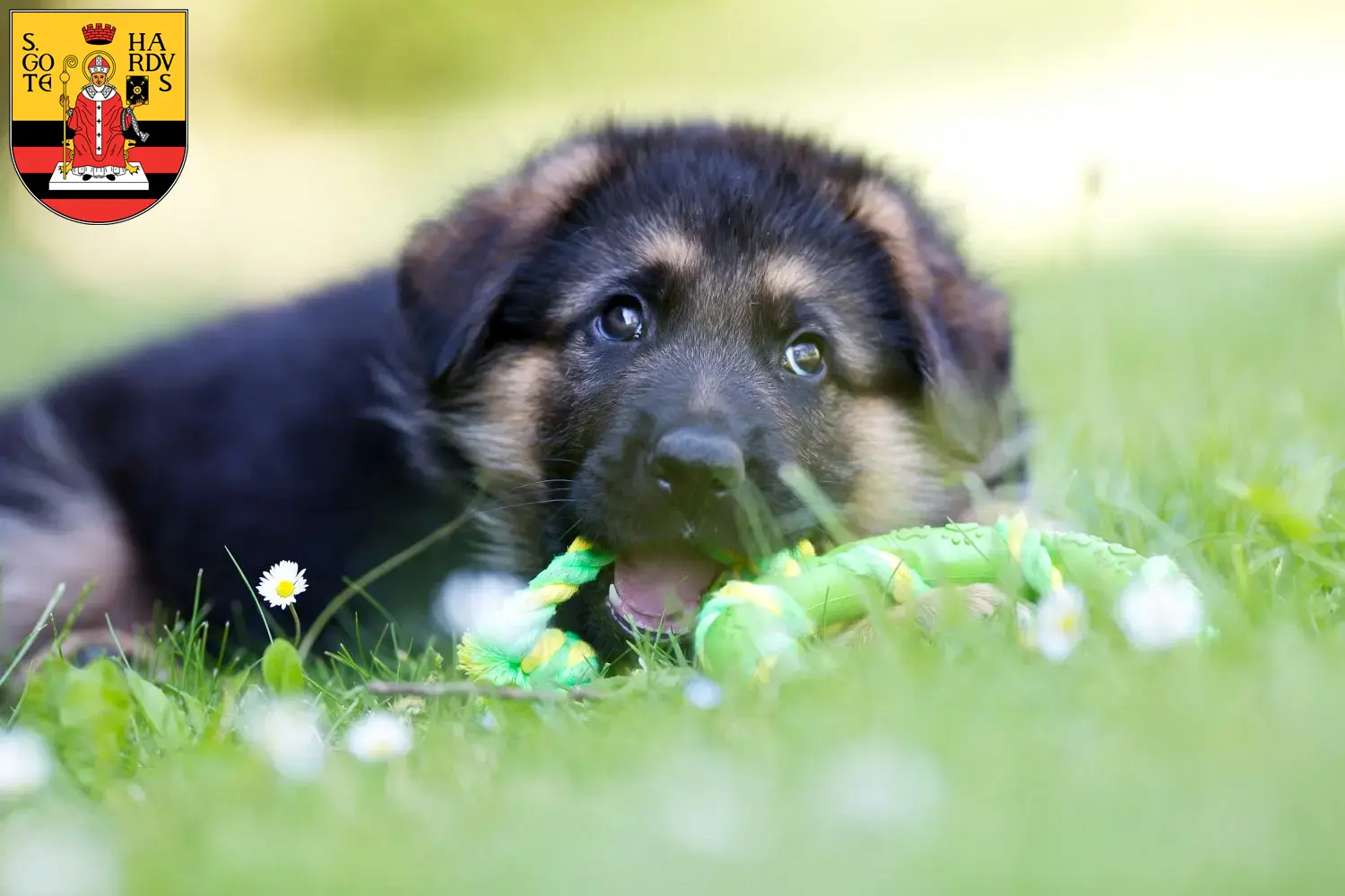 Deutscher Schäferhund Welpen und Züchter Gotha Hier findest Du Deutschen Schäferhunden Züchter in Gotha.