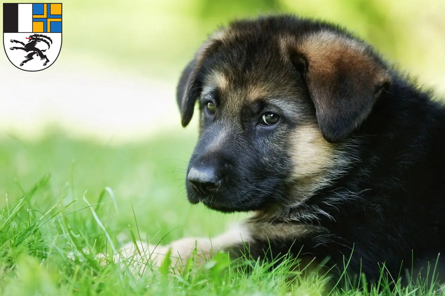 Deutscher Schäferhund Welpen und Züchter Graubünden Hier findest Du Deutschen Schäferhunden Züchter in Graubünden.