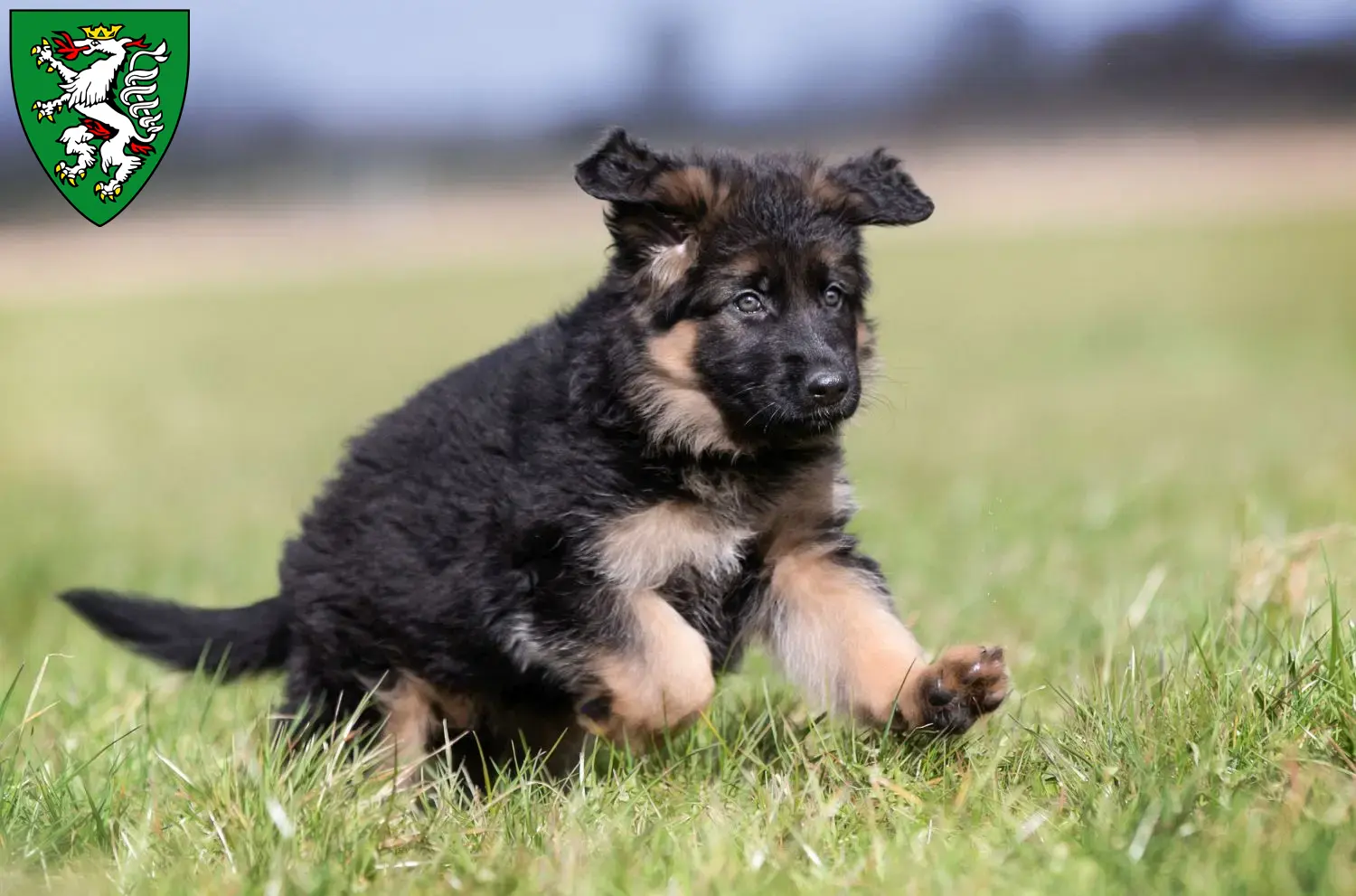 Deutscher Schäferhund Welpen und Züchter Graz Hier findest Du Deutschen Schäferhunden Züchter in Graz.