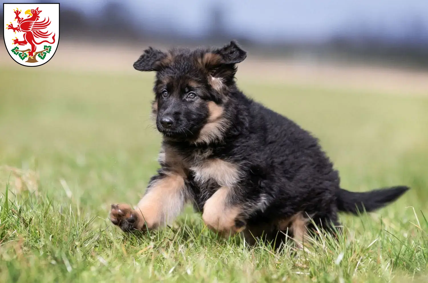 Deutscher Schäferhund Welpen und Züchter Greifswald Hier findest Du Deutschen Schäferhunden Züchter in Greifswald.
