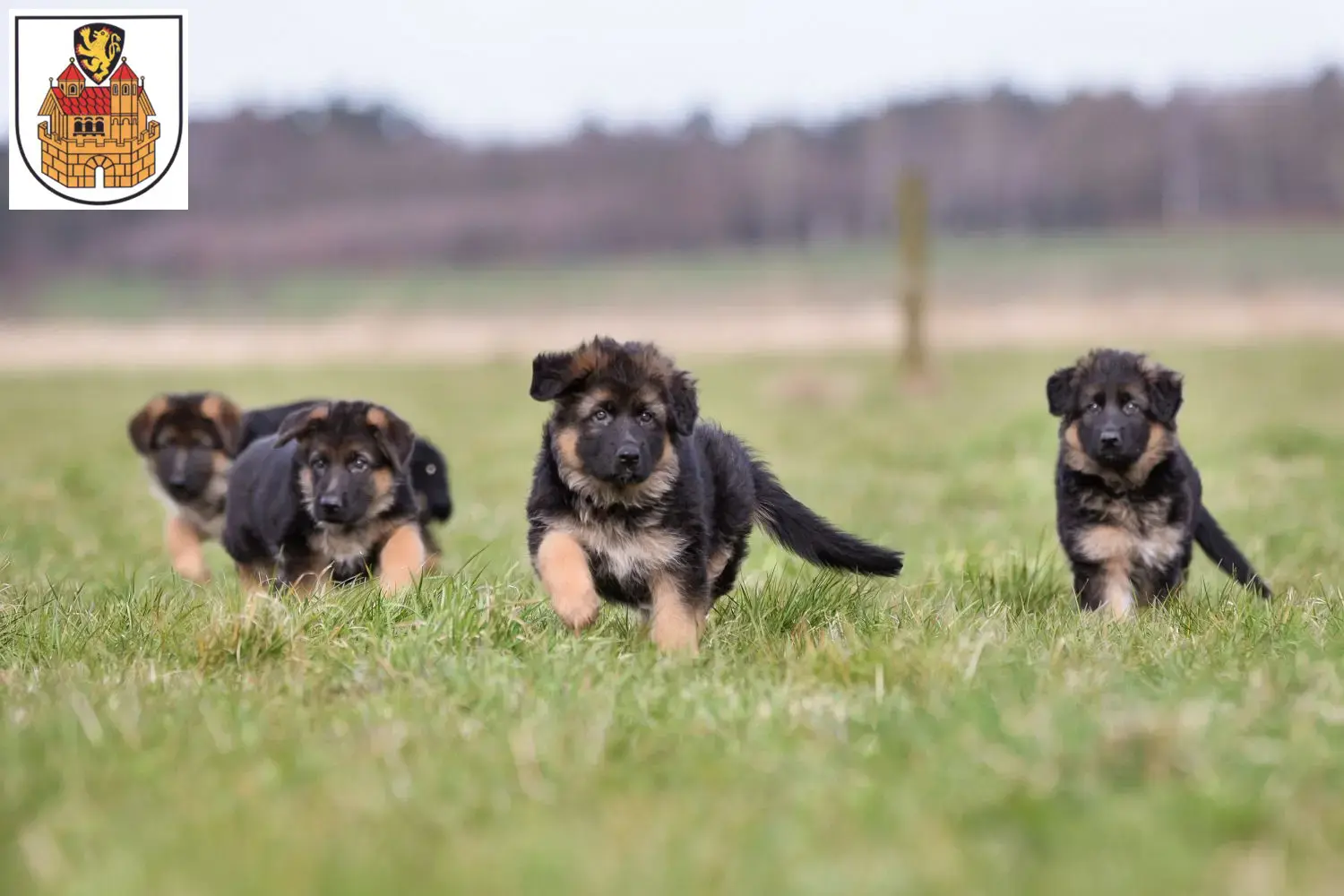 Deutscher Schäferhund Welpen und Züchter Greiz Hier findest Du Deutschen Schäferhunden Züchter in Greiz.