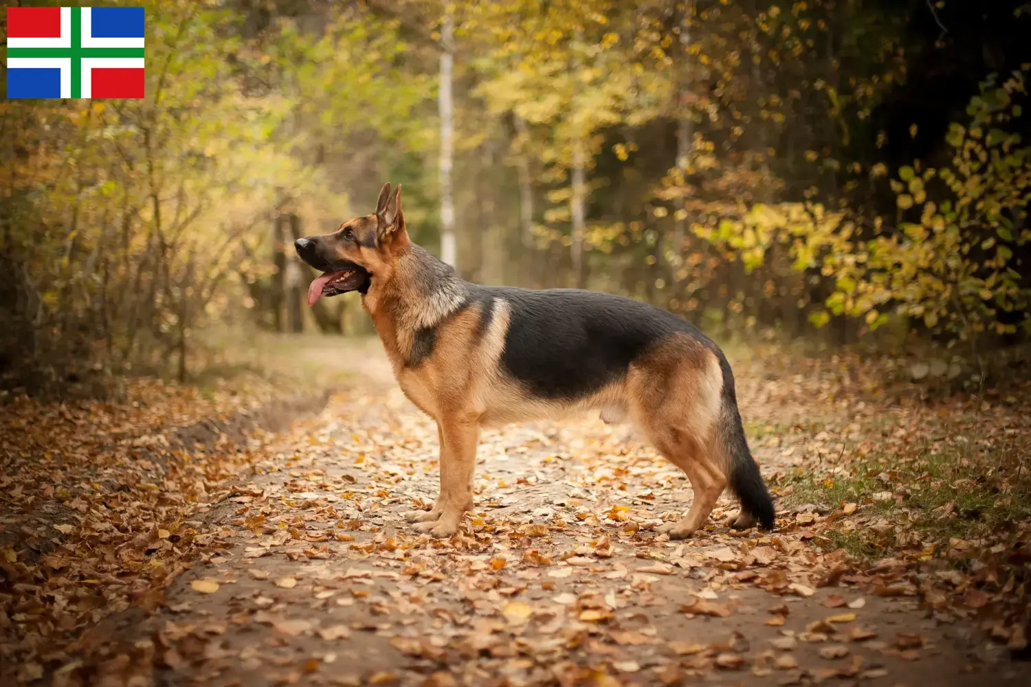 Deutscher Schäferhund Welpen und Züchter Groningen Hier findest Du Deutschen Schäferhunden Züchter in Groningen.