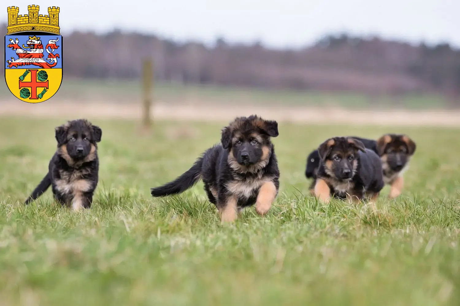 Deutscher Schäferhund Welpen und Züchter Groß-Gerau Hier findest Du Deutschen Schäferhunden Züchter in Groß-Gerau.