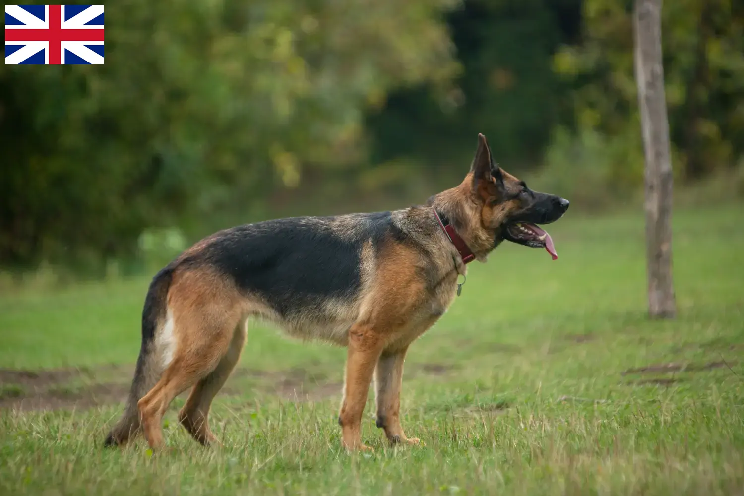 Deutscher Schäferhund Welpen und Züchter Großbritannien Hier findest Du Deutschen Schäferhunden Züchter in Großbritannien.