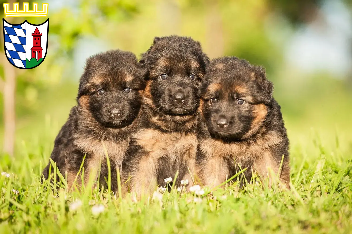 Deutscher Schäferhund Welpen und Züchter Günzburg Hier findest Du Deutschen Schäferhunden Züchter in Günzburg.
