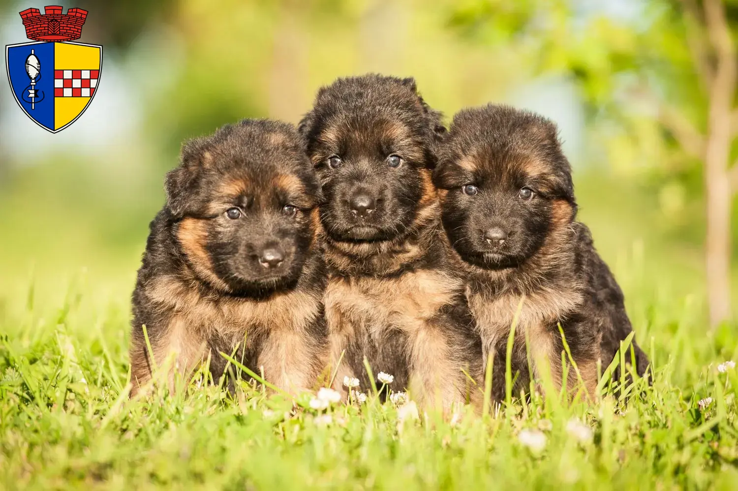 Deutscher Schäferhund Welpen und Züchter Gummersbach Hier findest Du Deutschen Schäferhunden Züchter in Gummersbach.