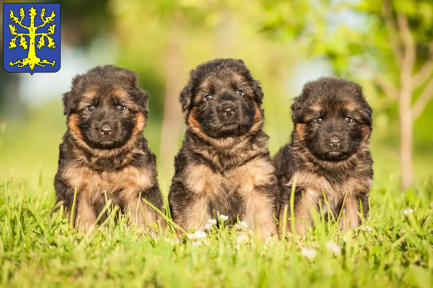 Deutscher Schäferhund Welpen und Züchter Hagen Hier findest Du Deutschen Schäferhunden Züchter in Hagen.