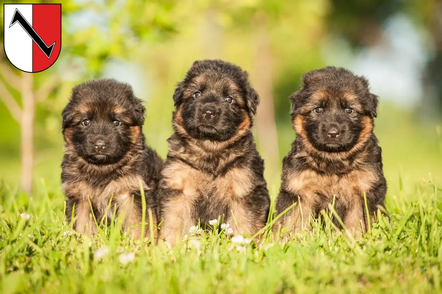 Deutscher Schäferhund Welpen und Züchter Halberstadt Hier findest Du Deutschen Schäferhunden Züchter in Halberstadt.