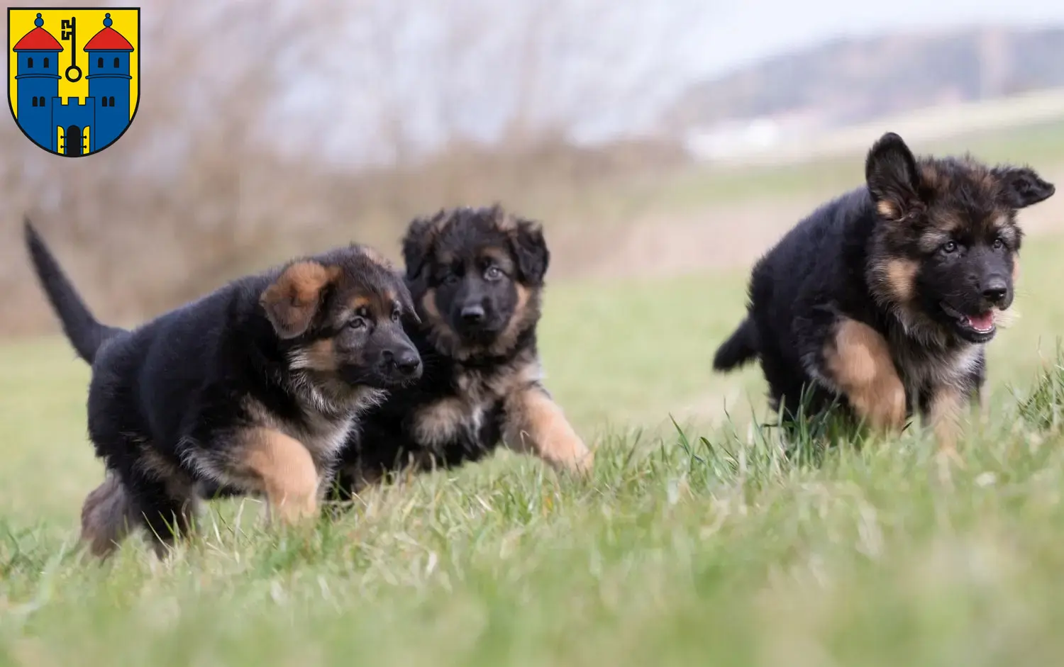 Deutscher Schäferhund Welpen und Züchter Haldensleben Hier findest Du Deutschen Schäferhunden Züchter in Haldensleben.