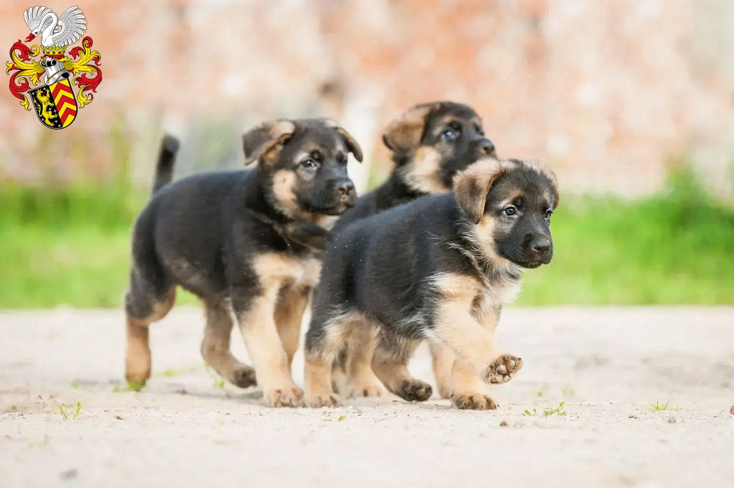 Deutscher Schäferhund Welpen und Züchter Hanau Hier findest Du Deutschen Schäferhunden Züchter in Hanau.