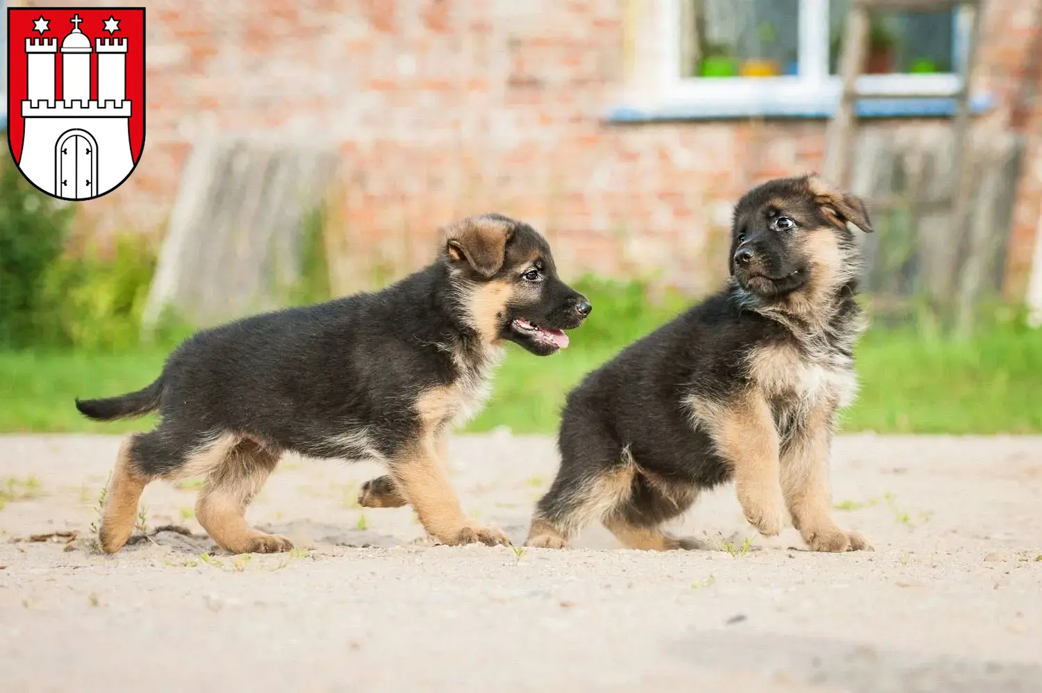 Deutscher Schäferhund Welpen und Züchter Harburg Hier findest Du Deutschen Schäferhunden Züchter in Harburg.