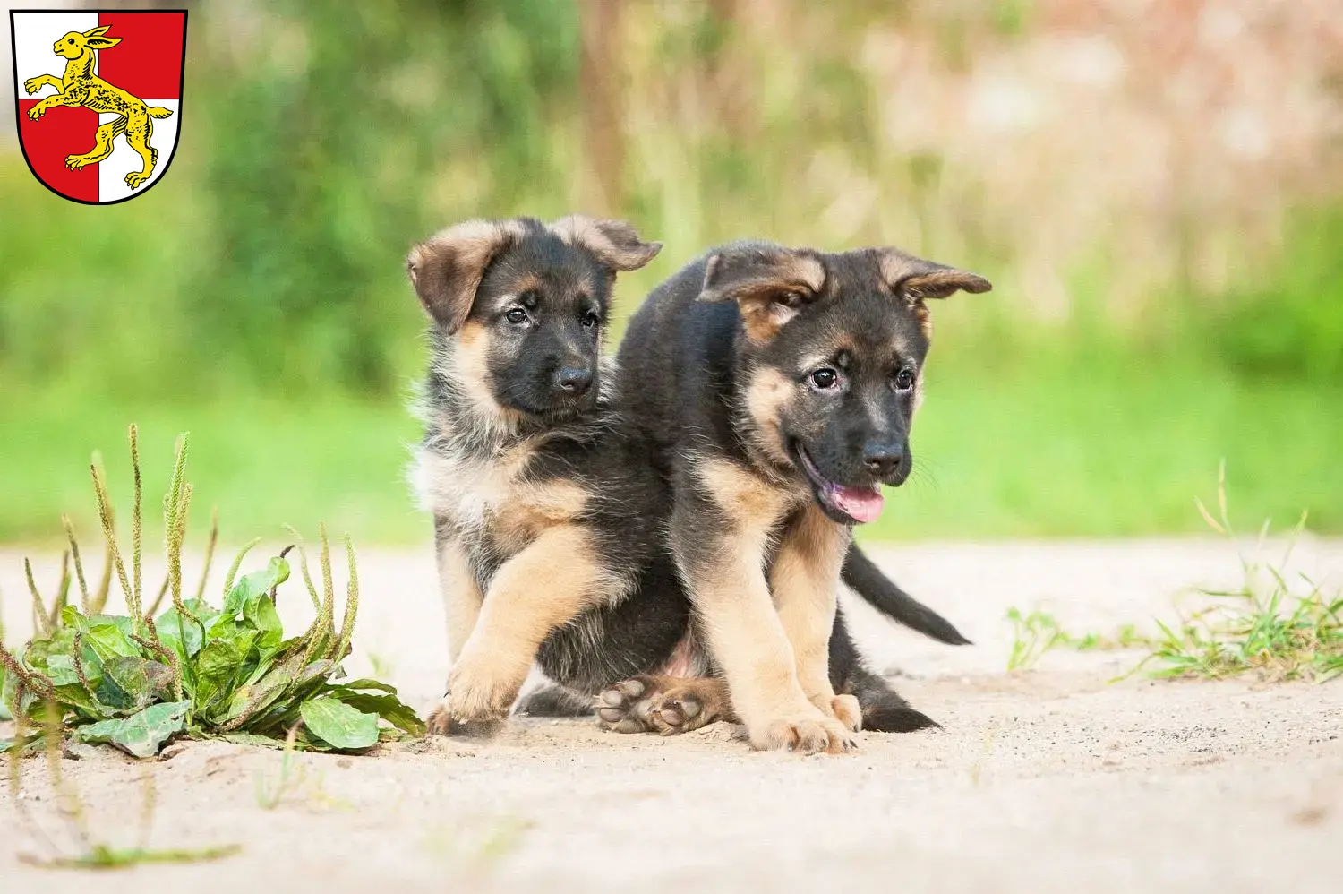 Deutscher Schäferhund Welpen und Züchter Haßfurt Hier findest Du Deutschen Schäferhunden Züchter in Haßfurt.